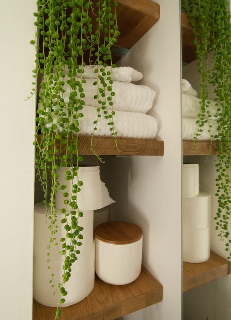 Plant Plant