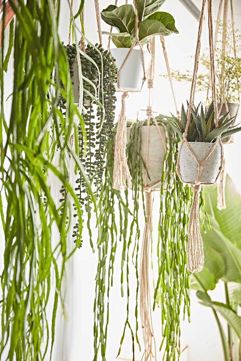 Our Guide to Choosing & Styling Bathroom Plants Image 4